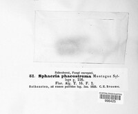 Chaetosphaerella phaeostroma image